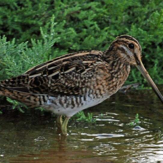 La vie discrète de la nature en ville