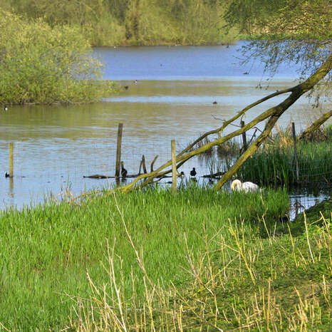 Balade naturaliste : "Date" avec les oiseaux"