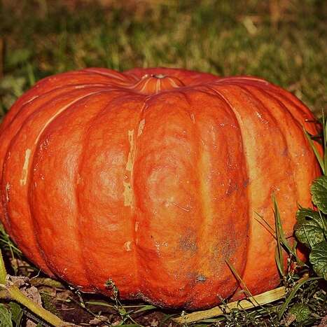 Les Contes du Blaireau