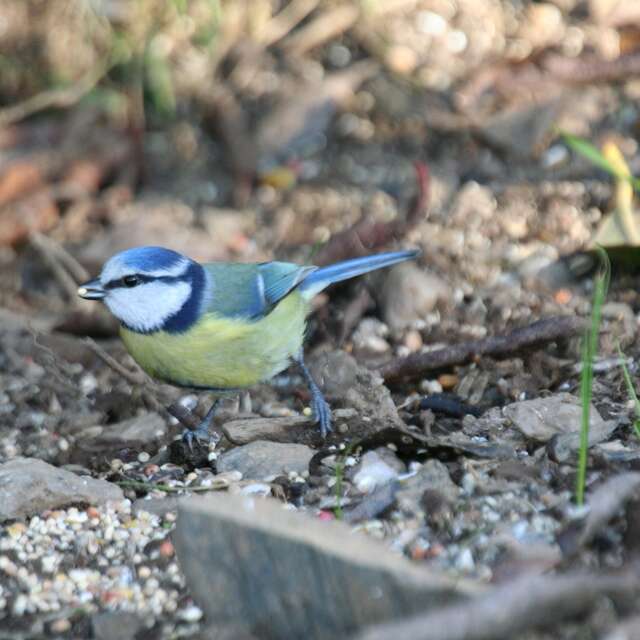 Rendez-vous Nature : "Les oiseaux : des beaux "parleurs" !"