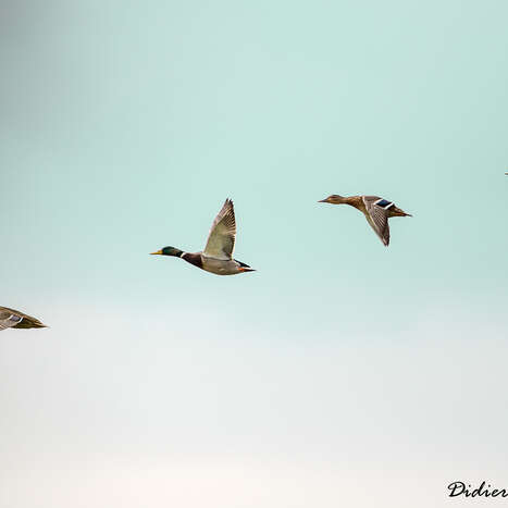 Balade naturaliste : "Ritourn'ailes"