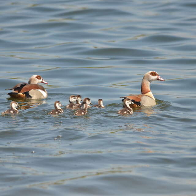 Balade naturaliste : symphonie de plumes