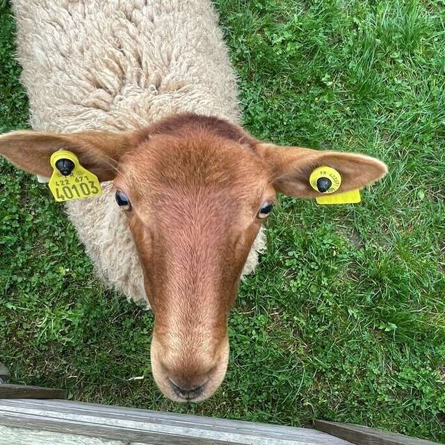 Animaux de la ferme au Musée du Terroir