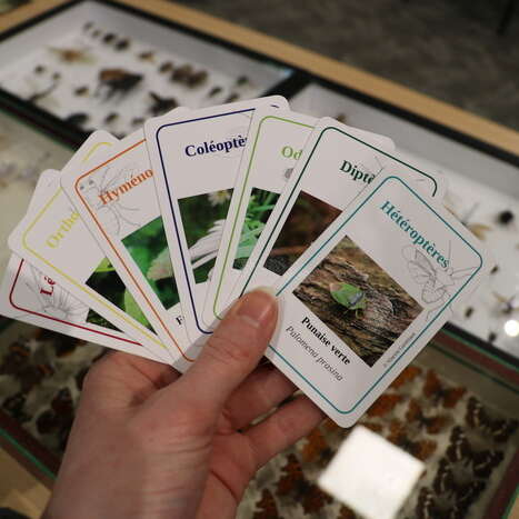 La Fabrique du Sud / Le jeu de 7 familles des insectes