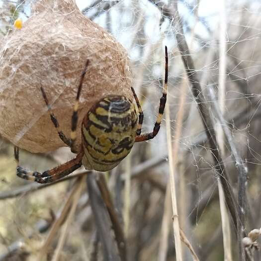 Balade naturaliste : "C'est la fête des araignées"