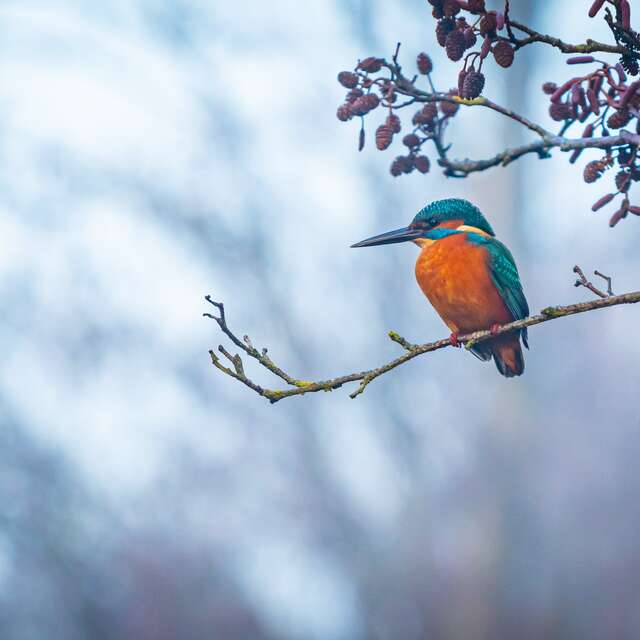 Les oiseaux de l'étang de Chabaud Latour