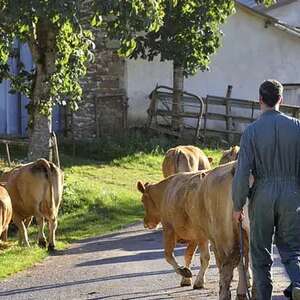 Visite de ferme du veau d'Aveyron et du Ségala