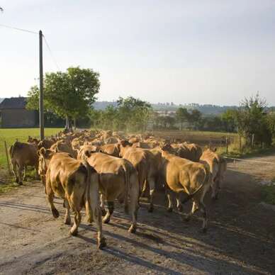 Visite de ferme du veau de l'Aveyron et du Ségala