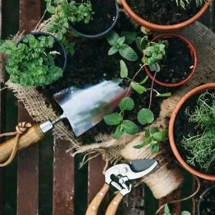 Troc de plantes