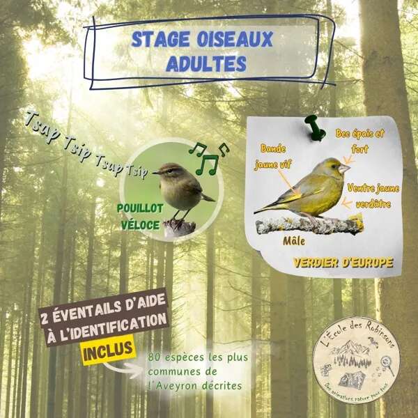 Stage oiseaux (Adultes)