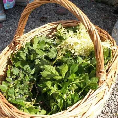 Atelier Cuillette et Herbier