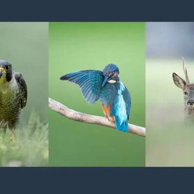 Exposition Théo Bonnefous
