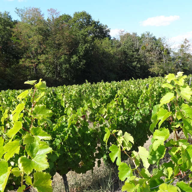 Découverte du vignoble de Chitenay