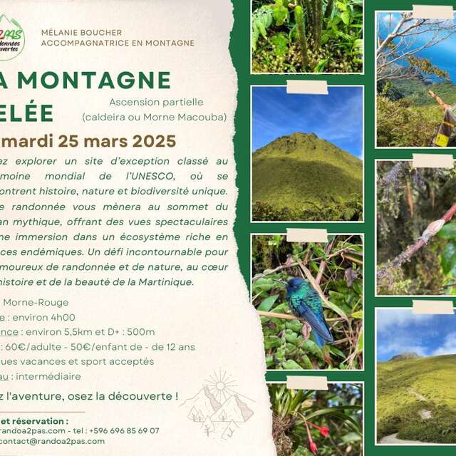 Randonnée La Montagne Pelée - Ascension partielle (Rando A2Pas)
