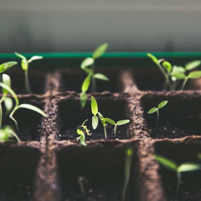 Visite pédagogique, vente de plants et gouter