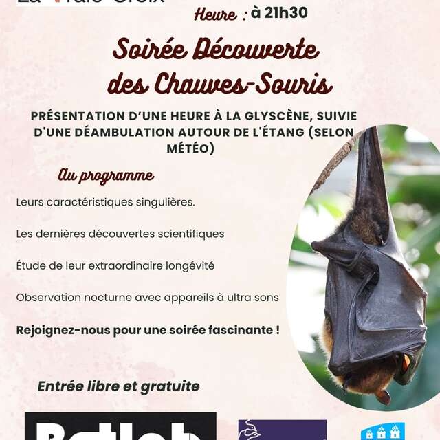 Soirée découverte des chauves-souris