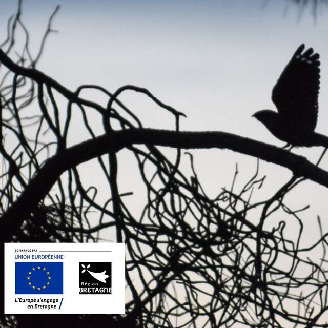 Sortie nature "A la rencontre de l'engoulevent"