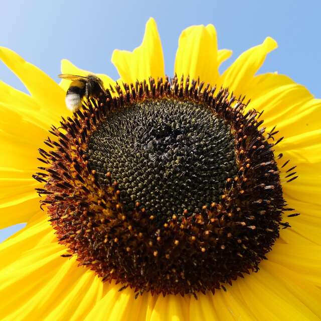 Les champs du ruisseau