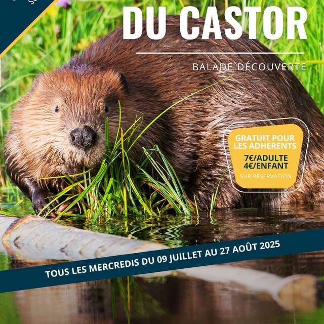 Sur les traces du castor