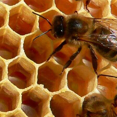 Le Rucher de l'Abeille Noire