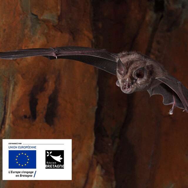 Nuit internationale de la chauve-souris