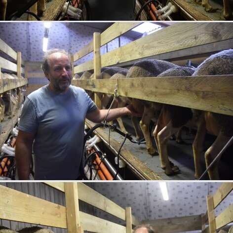 Visite de la salle de traite de la Ferme des Brebis