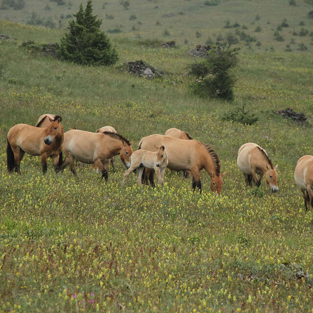 ASSOCIATION TAKH - CHEVAUX DE PRZEWALSKI