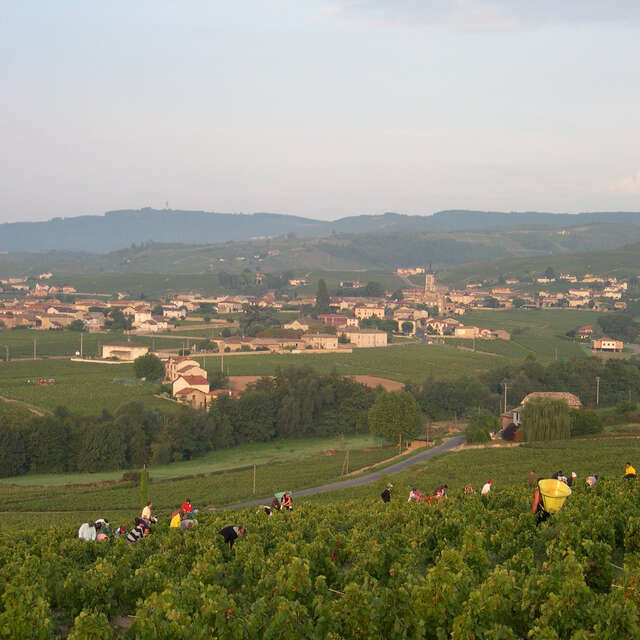 À travers le vignoble de Sambin