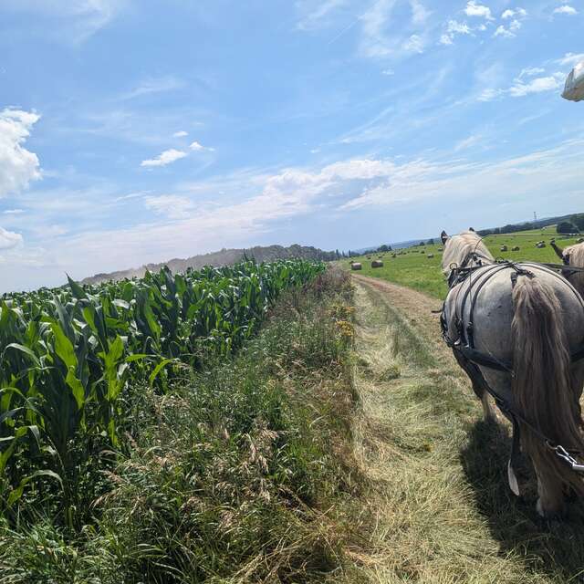 Les Calèches de l'Aunette