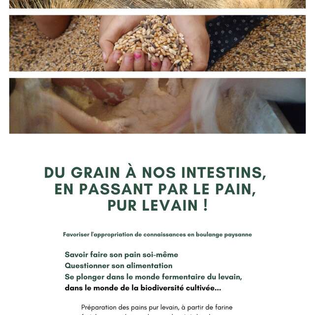 Journée "du grain au pain"