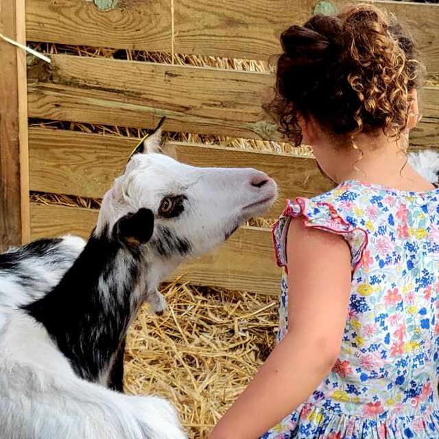 Visite de la ferme des chèvres angora
