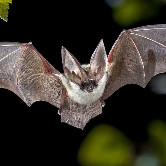 Soirée chauves-souris !