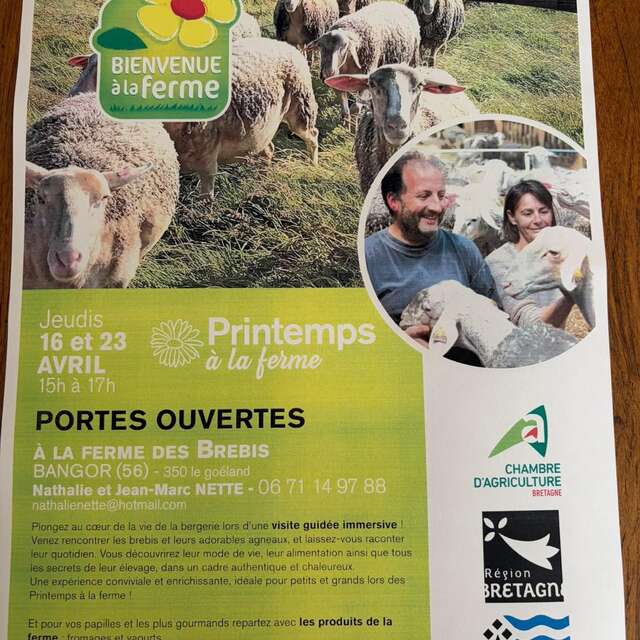 Bienvenue à la ferme : visite guidée immersive à la ferme des brebis