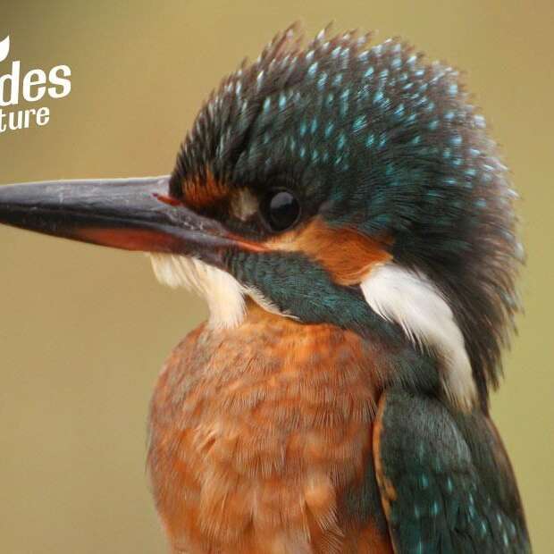 La migration des passereaux paludicoles