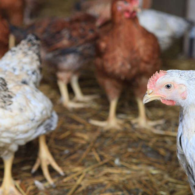 Volailles de Berloz