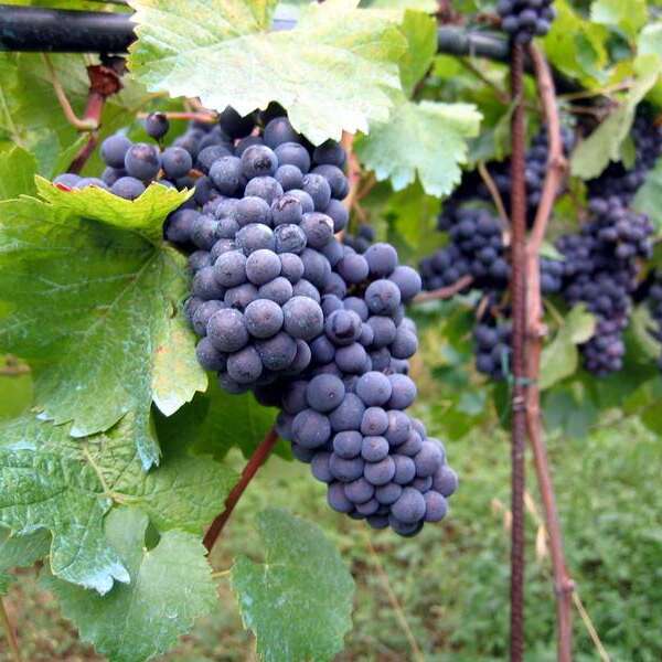 Vigneron - Bruno Degeye