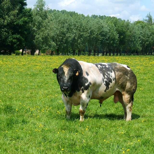 La Ferme le Blanc Bleu de la Burdinale