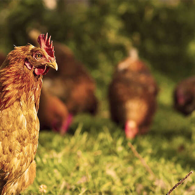 Coq des Prés