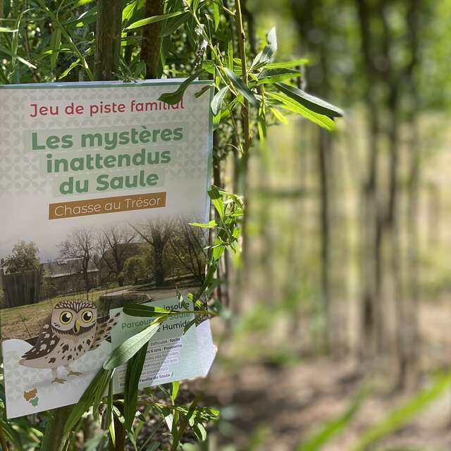 Les mystères innatendus du Saule