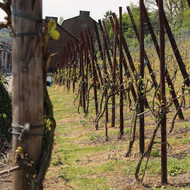 Apéro dans les vignes : vignoble des Hautes Vignes