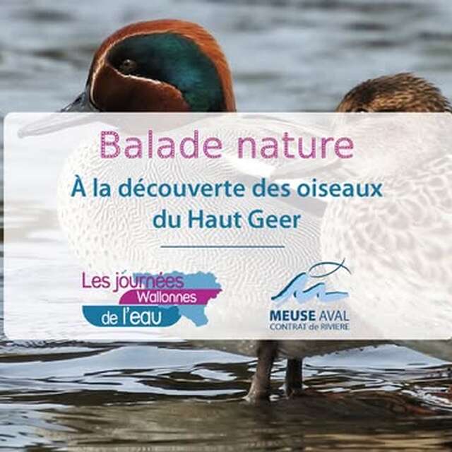 A la découverte des oiseaux du Haut Geer