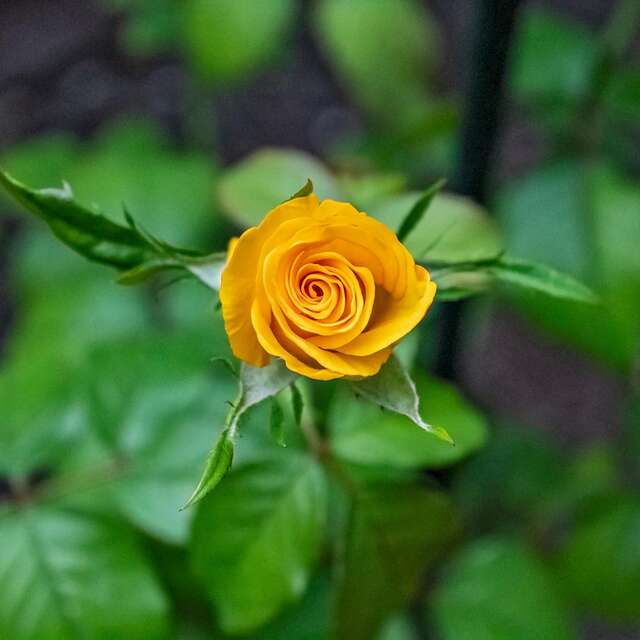 Jardins en Pays de Liège - Waremme