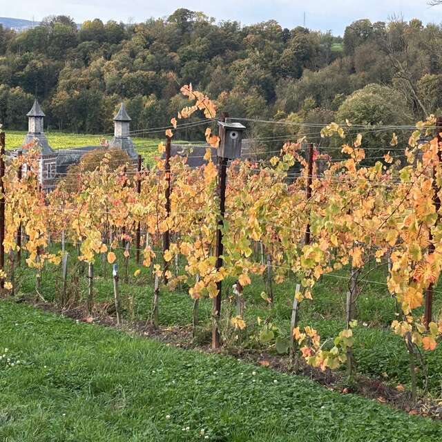 Vignoble des Terres du Val