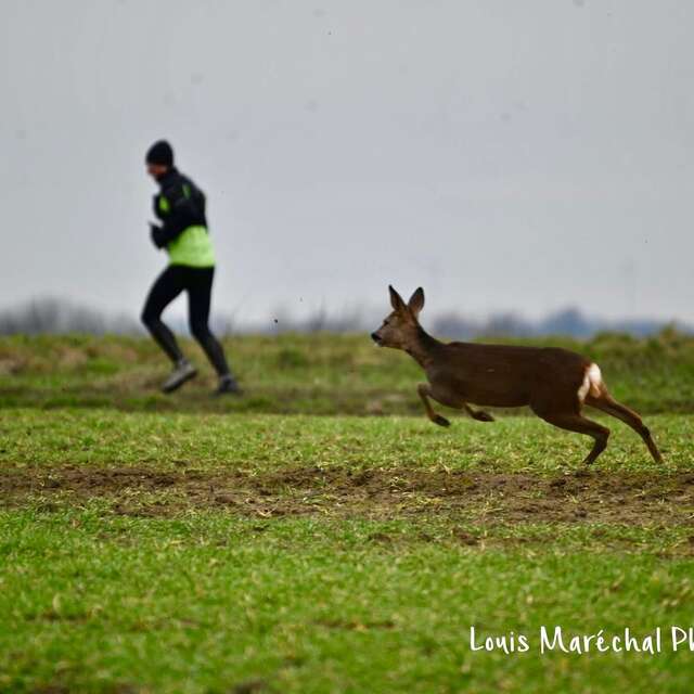 Trail des Chevreuils