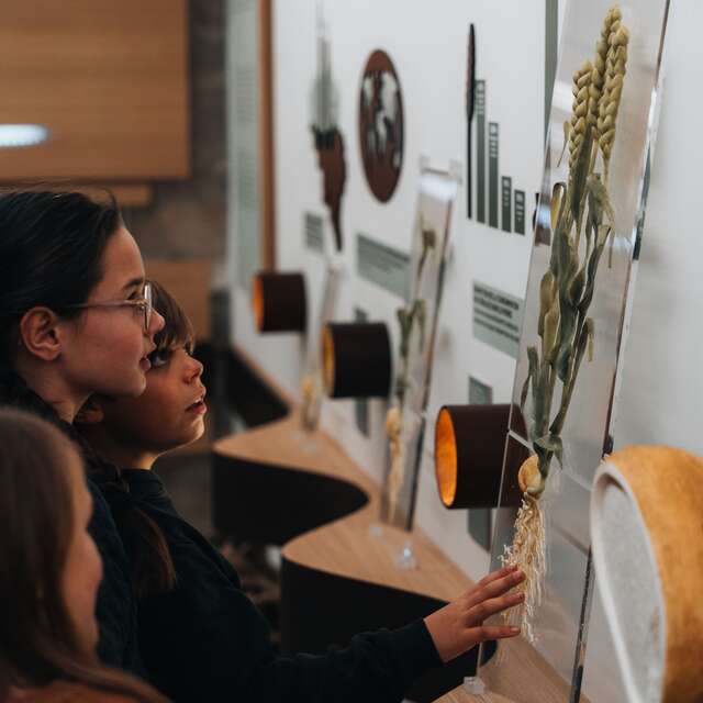 Parcours Découverte : Du grain au pain