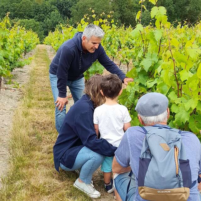 Balade dans le vignoble
