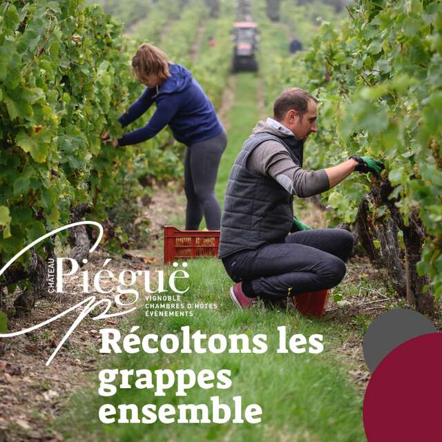 Vendangeur d'un jour au Château