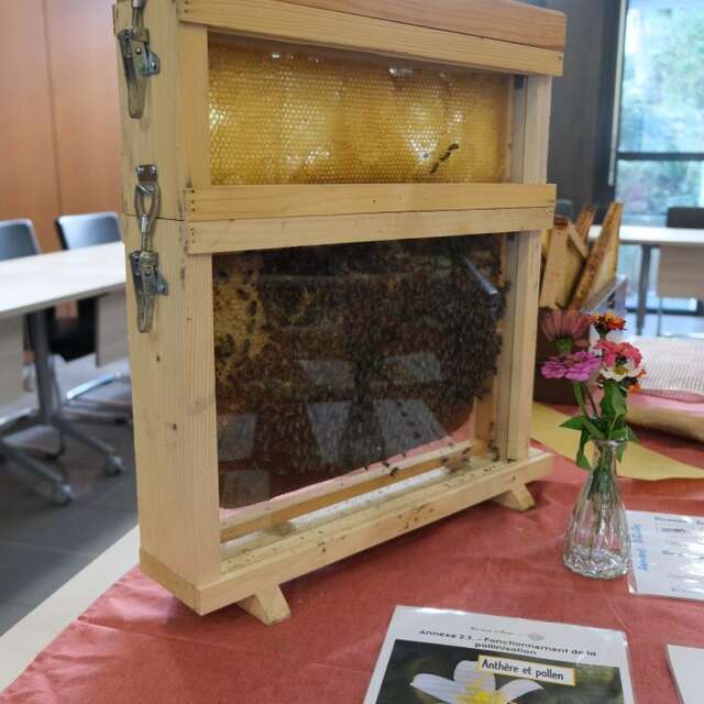 Atelier apiculture  - Extraction du miel