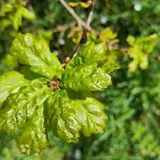 L'arbre et le climat, toute une histoire
