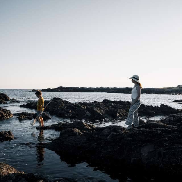 Balade Gourmande - Les algues
